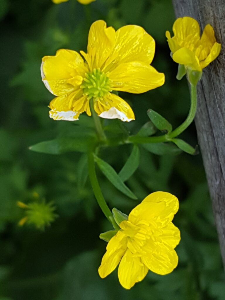 Pryskyřník sardinský - Ranunculus sardous