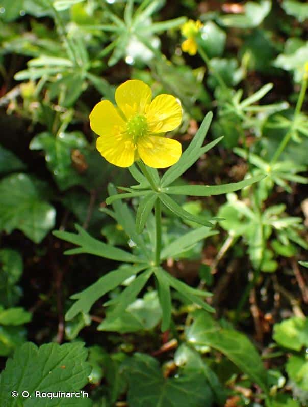 Pryskyřník zlatožlutý - Ranunculus auricomus