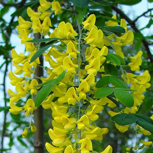 Štědřenec alpský - Laburnum alpinum