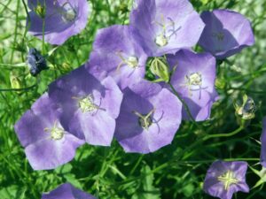 Zvonek karpatský - campanula carpatica