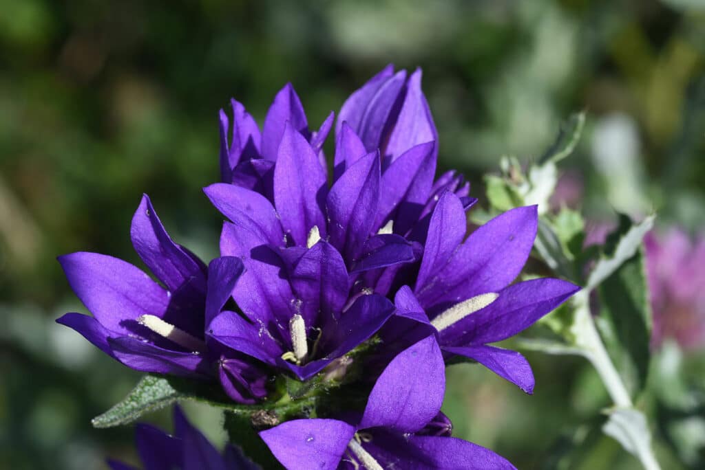 Zvonek kubkatý - Campanula glomerata