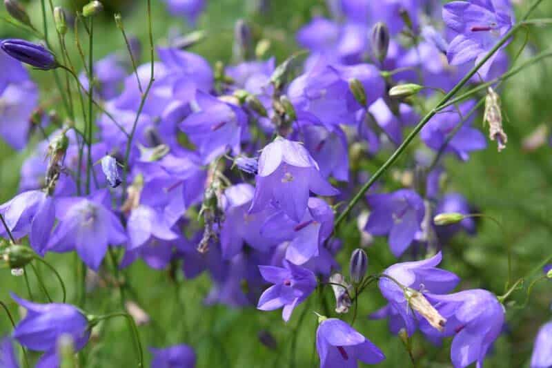 Zvonek okrouhlolistý - Campanula rotundifolia