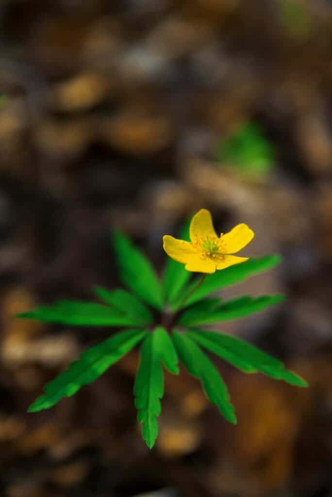 Sasanka pryskyřníkovitá - Anemone ranunculoides