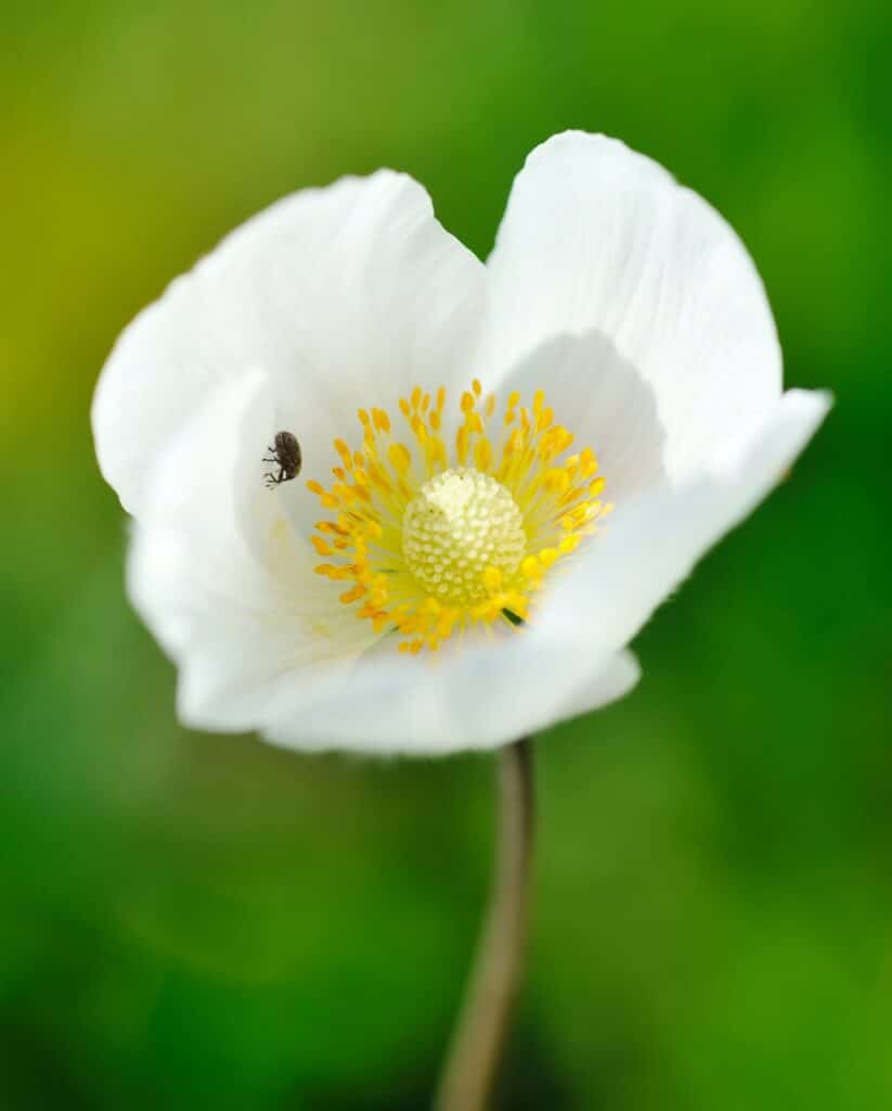 Sasanka lesní Anemone sylvestris