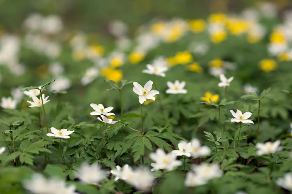 Sasanka Anemone