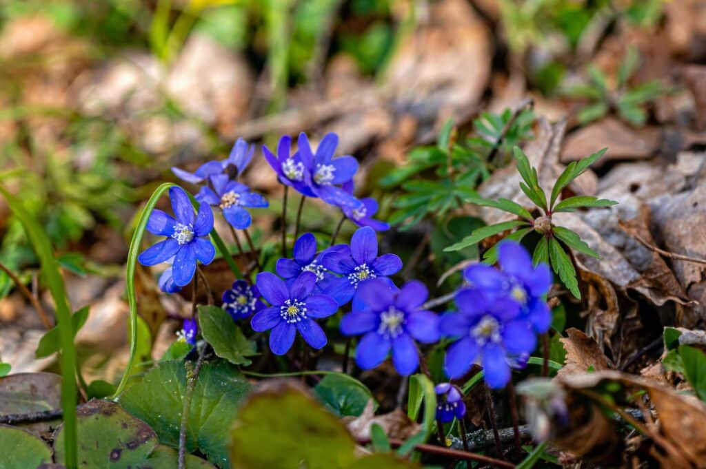 Sasanka rozkošná - Anemone blanda