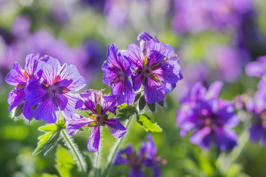 Geranium v zahradě