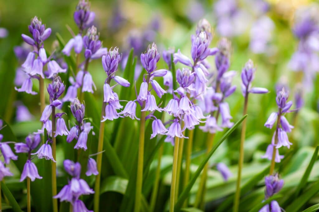 Zvonek řepkovitý - Campanula rapunculoides