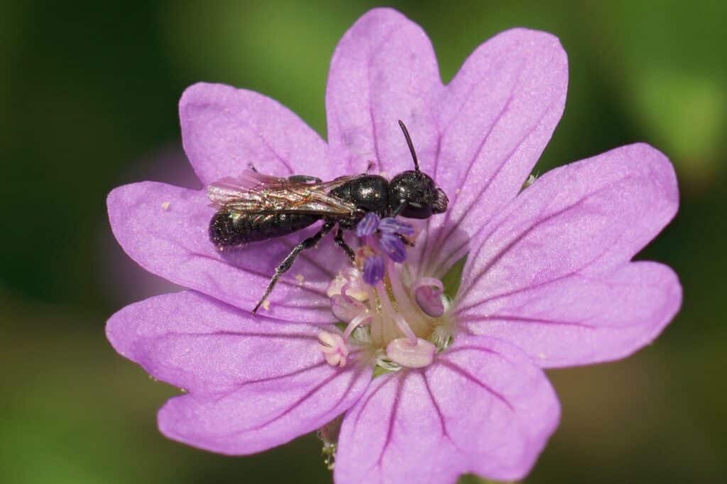 Kakost pyrenejský - Geranium pyrenaicum