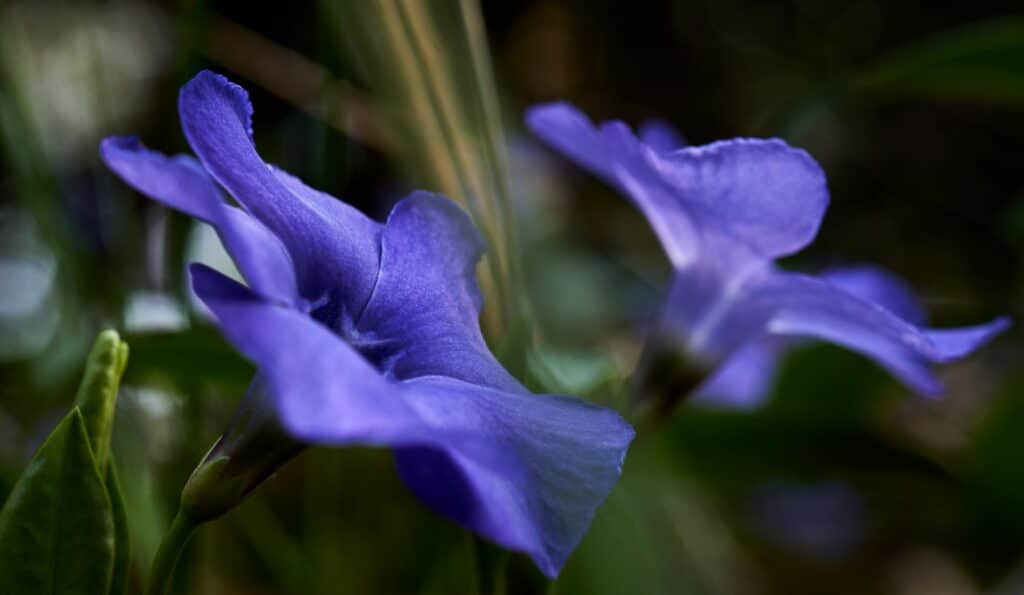 Hořec bezlodyžný - Gentiana acaulis