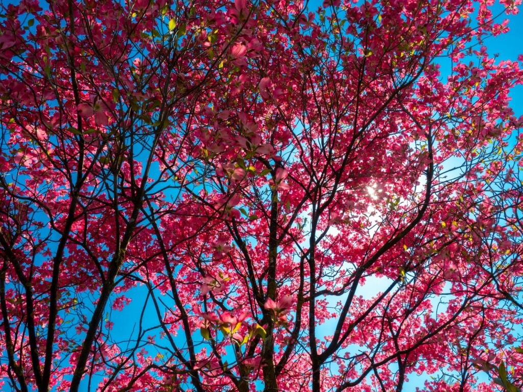 Dřín květnatý - Cornus florida