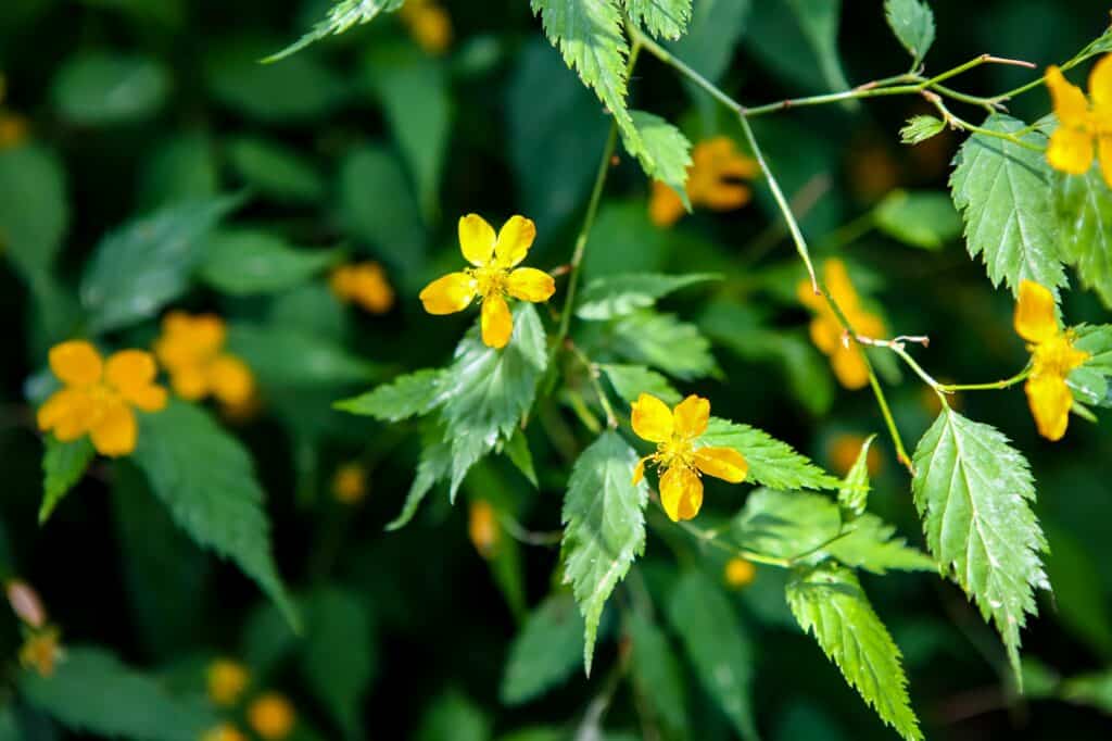 Creeping buttercup (Ranunculus repens) in the garden