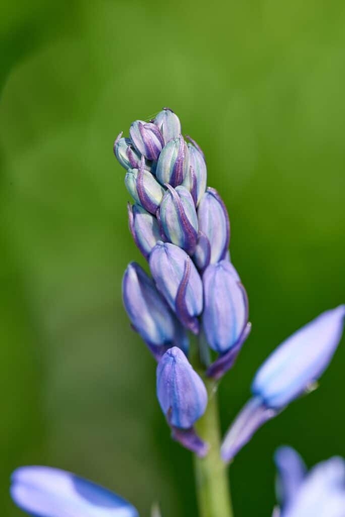 Garden in blue - Bluebell Scilla siberica,