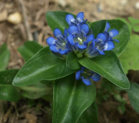 Hořec křížatý - Gentiana cruciata