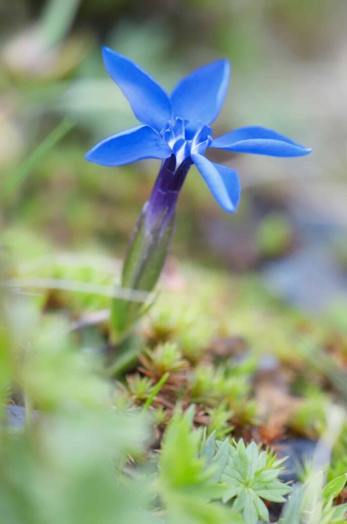 Hořec -Gentiana verna