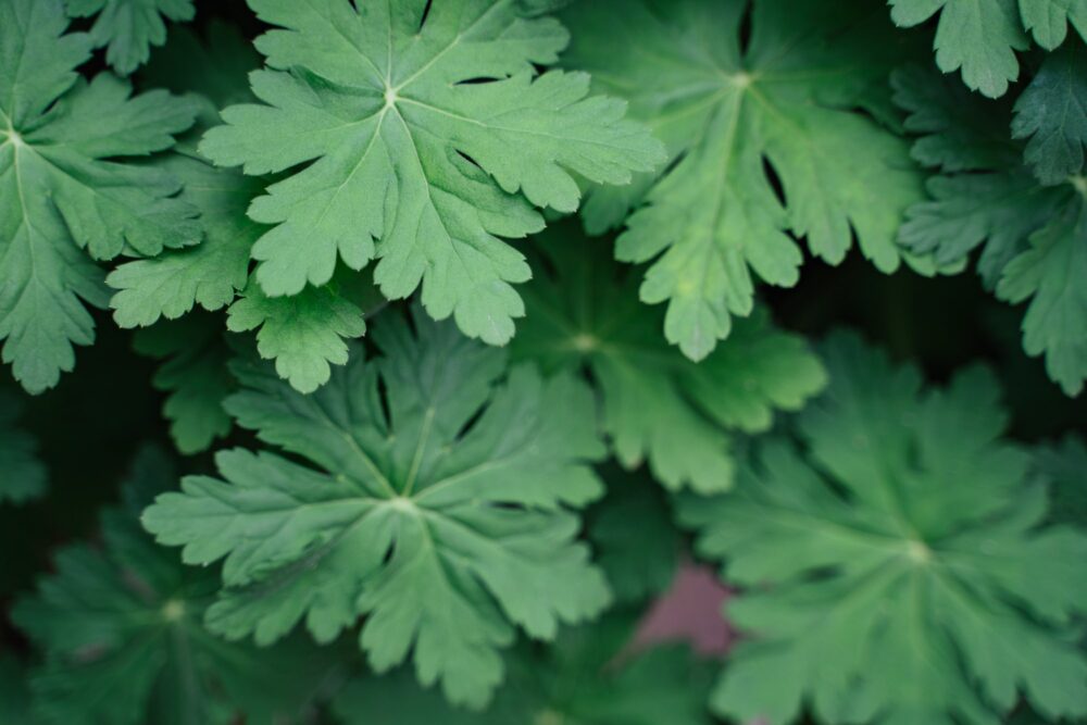 Kakost oddenkatý - Geranium macrorrhizum