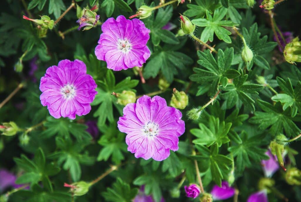 Kakost krvavý - Geranium sanguineum