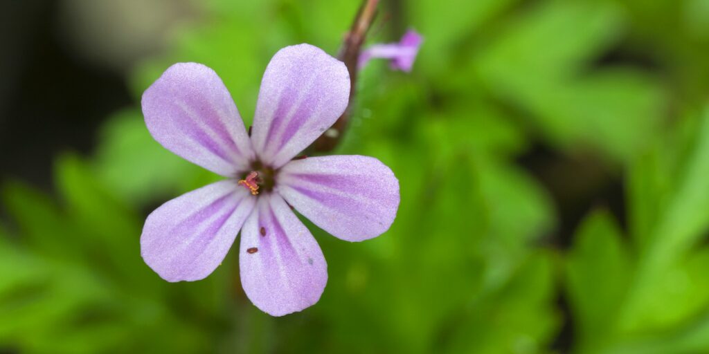 Geranium robertianum,