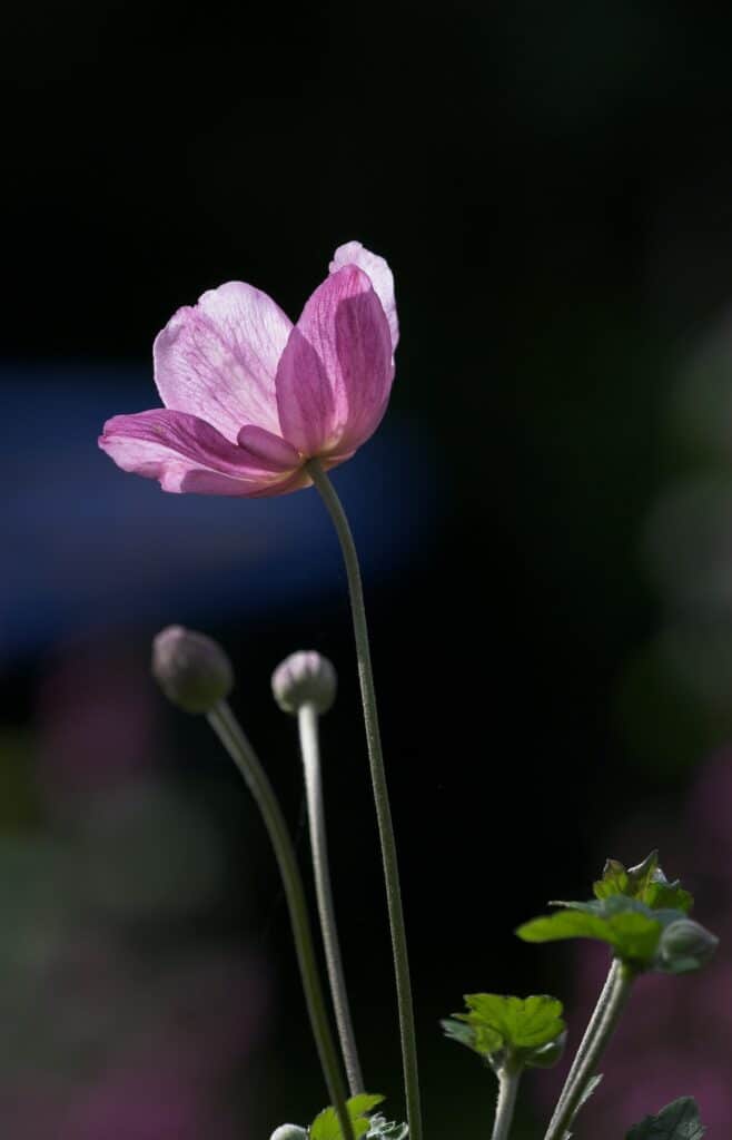 Sasanka japonská - Anemone hupehensis