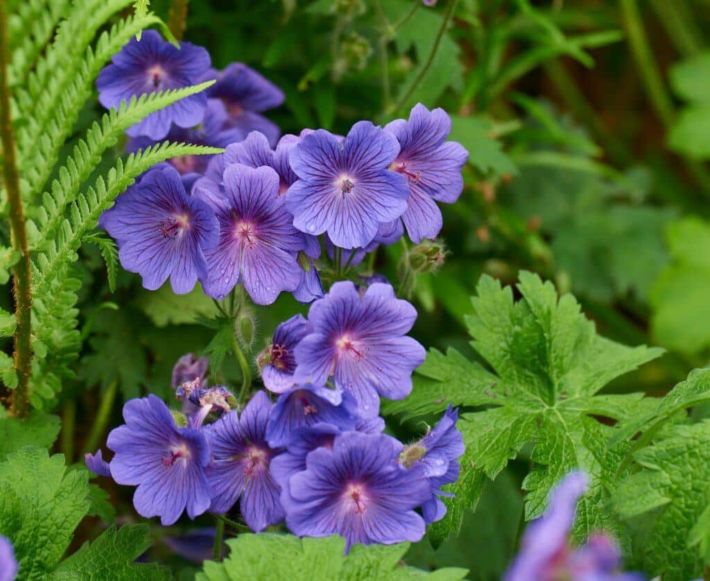 meadow geranium also geranium pratense johnsons blue