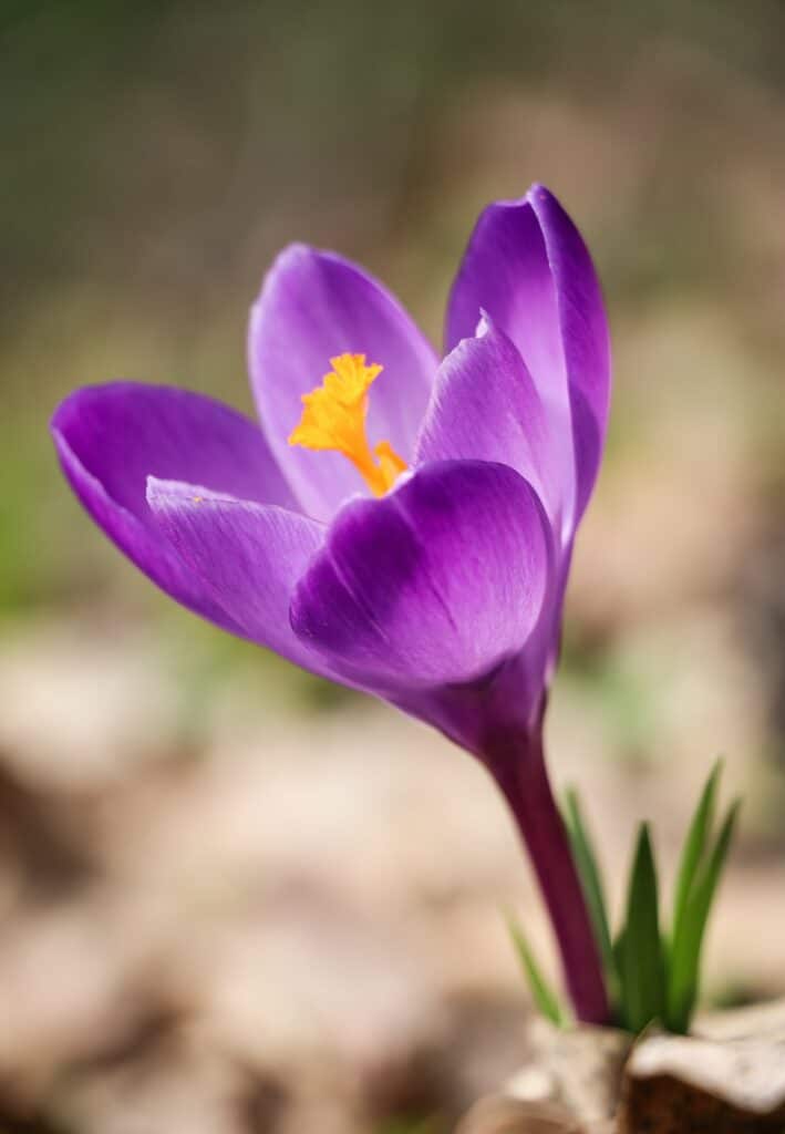 One purple crocus vernus flower bloomed in spring in April.