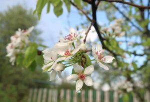 Plodomorka hrušková - klade vajíčka do květů