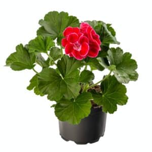 Muškáty - Pelargonium