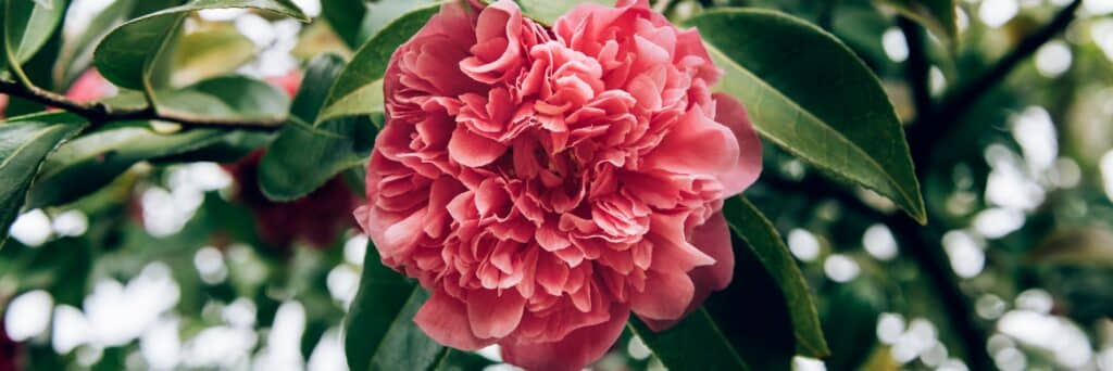 Pink Camellia Tree with Blooming Flowers