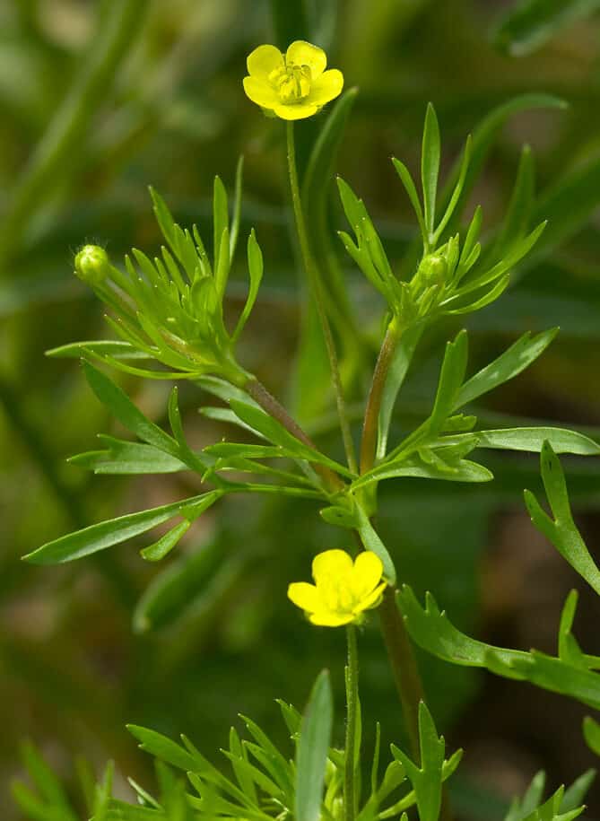 pryskyřník rolní - ranunculus arvensis