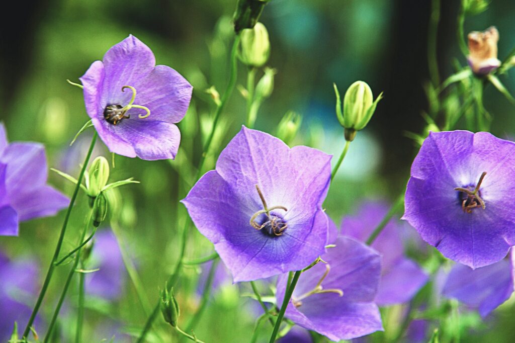 Zvonek broskvolistý - Campanula persicifolia