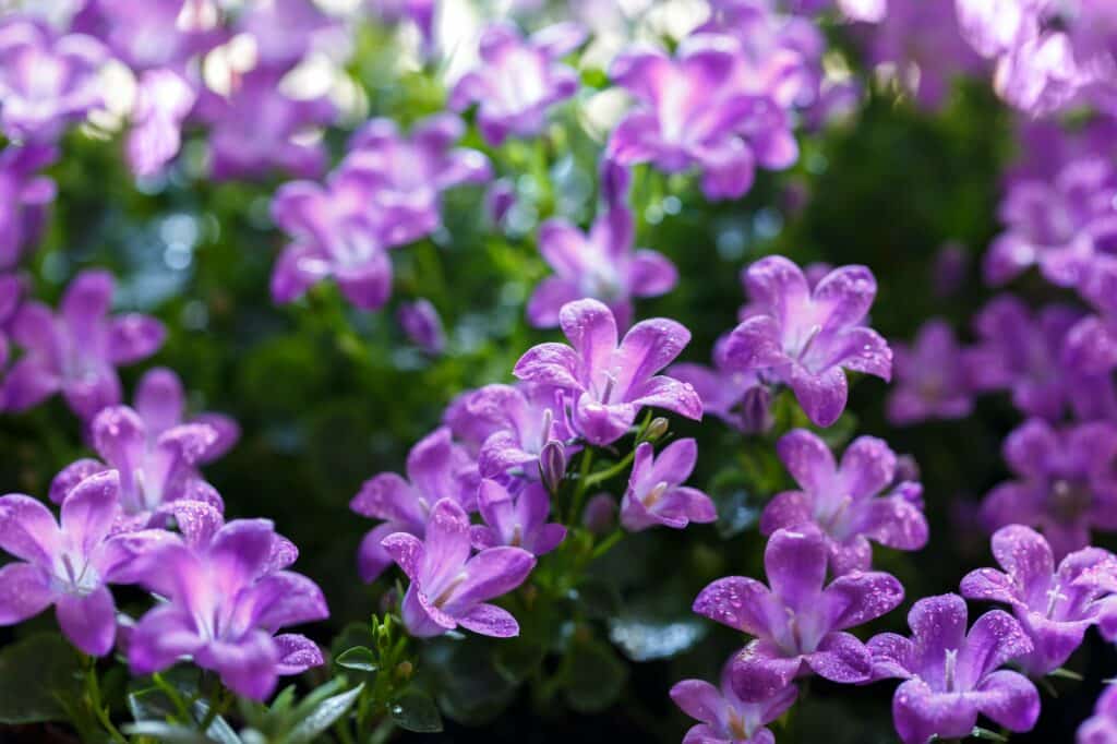 Zvonek Dalmatský - Campanula portenschlagiana