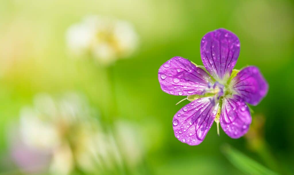 Kakost bahenní - Geranium palustre