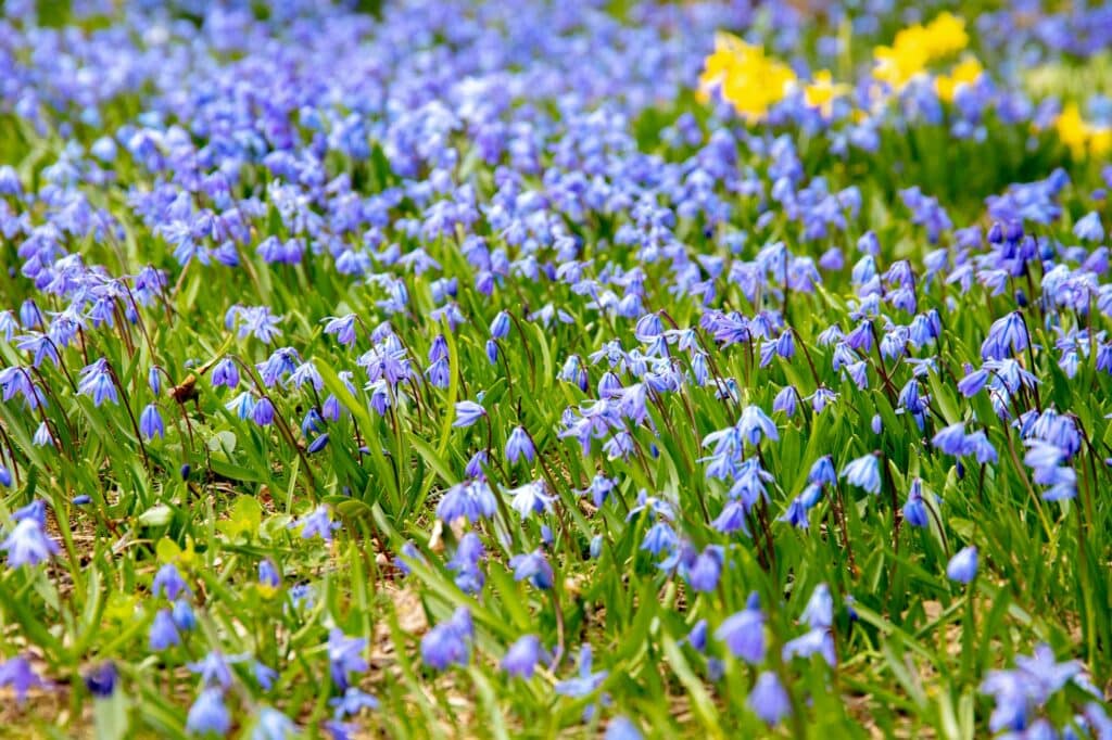 Ladoňka sibiřská - Scilla siberica