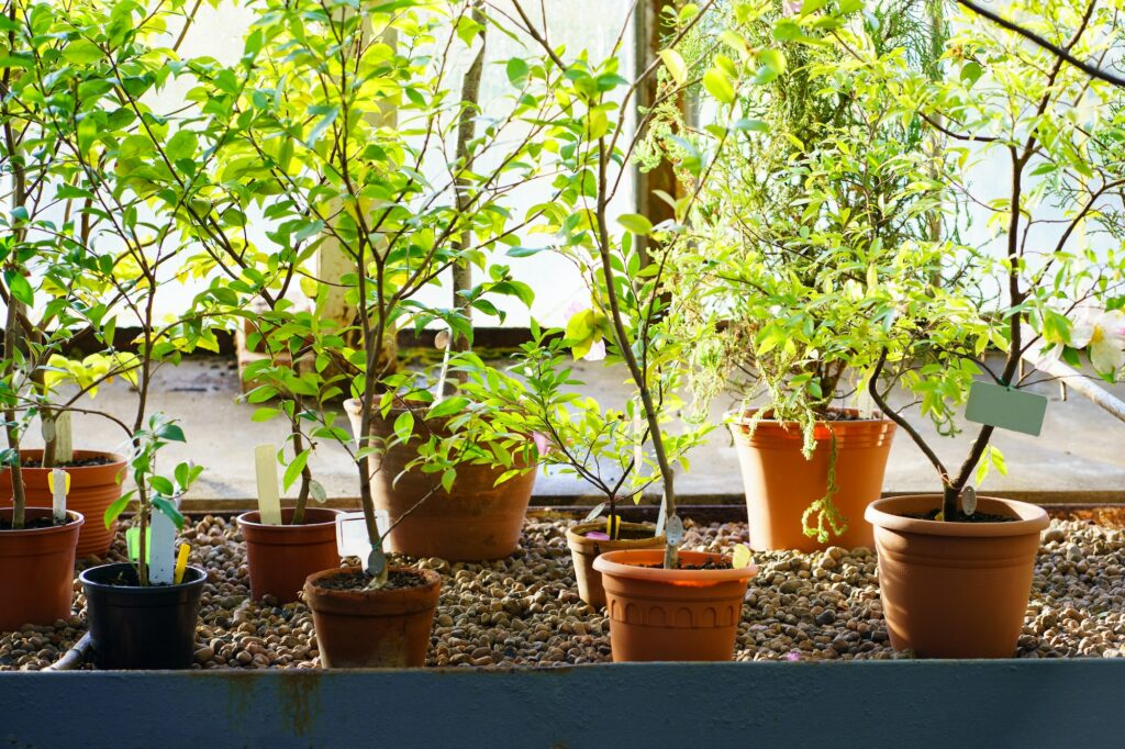 Small camelia japonica trees growing in ceramic pots in orangery or greenhouse. Gardening business