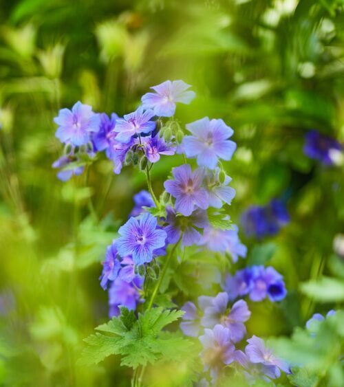 Kakost Rozanne - Geranium 'Rozanne