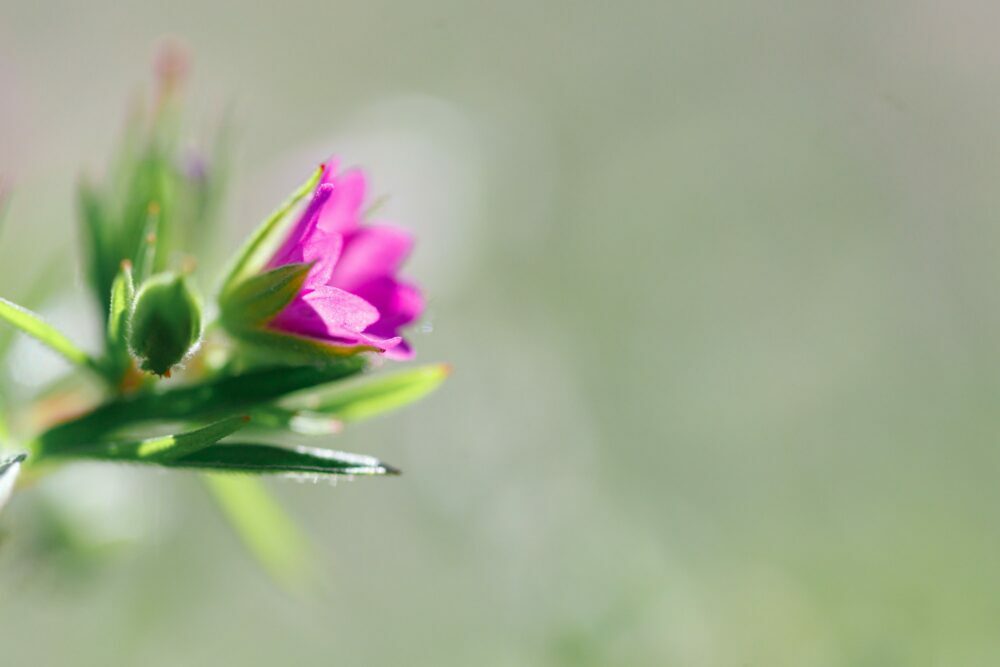 Kakost měkký -  Geranium molle