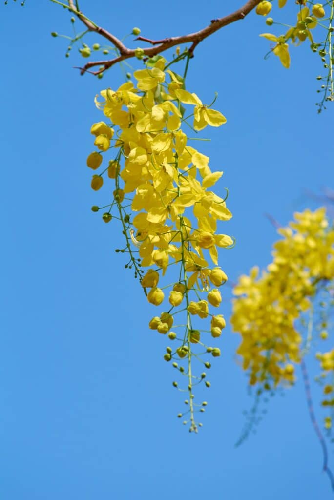 The golden shower flowers with blue sky