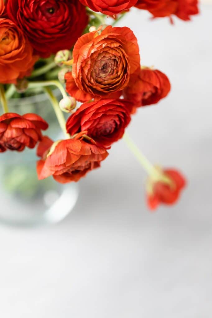 Top view of red ranunculuses asiaticus (persian buttercup) in a glass vase.