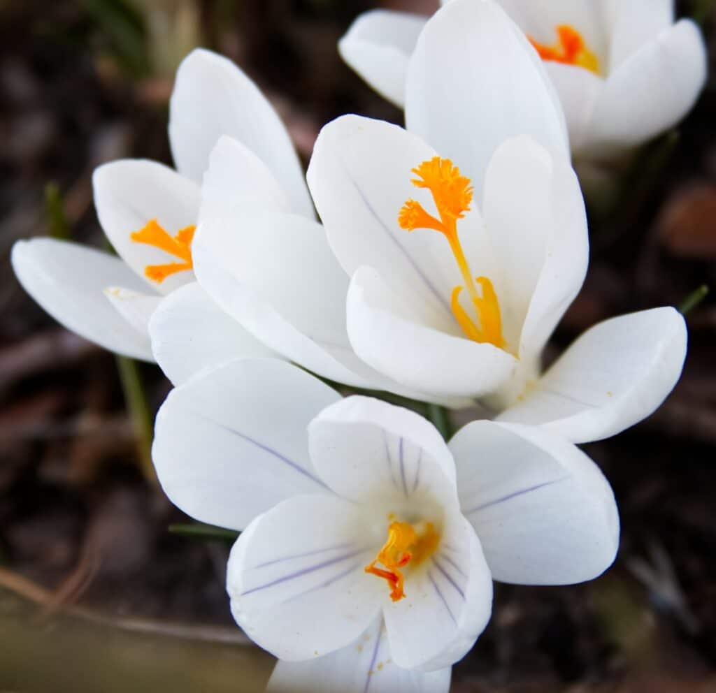 white crocuses close-up