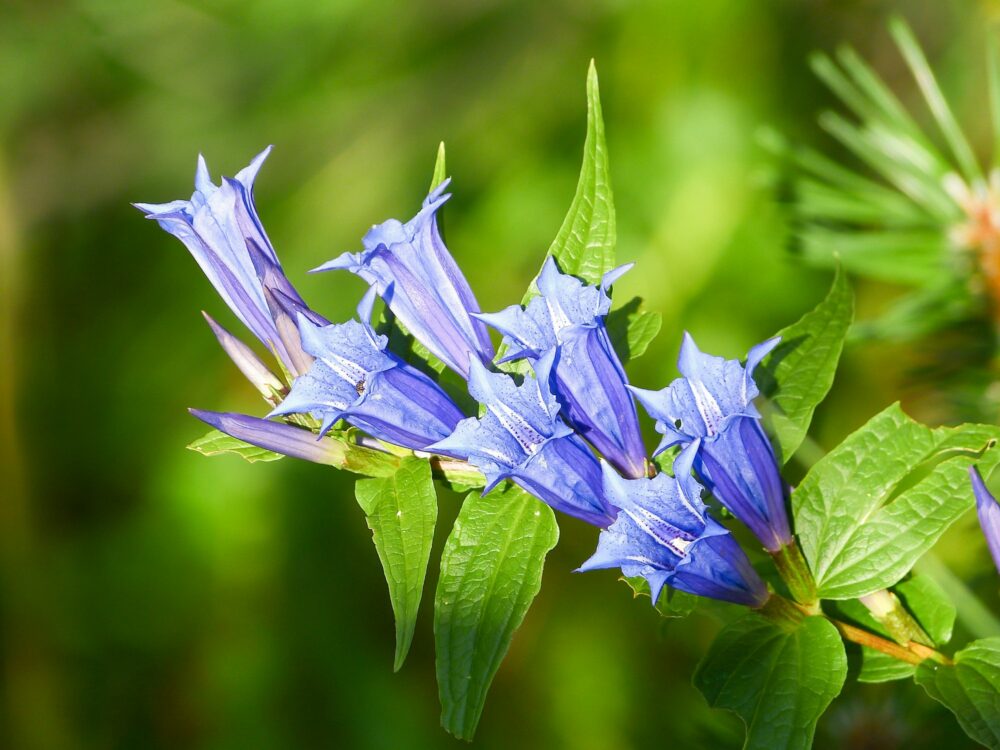 Hořec tolitovitý - Gentiana asclepiadea