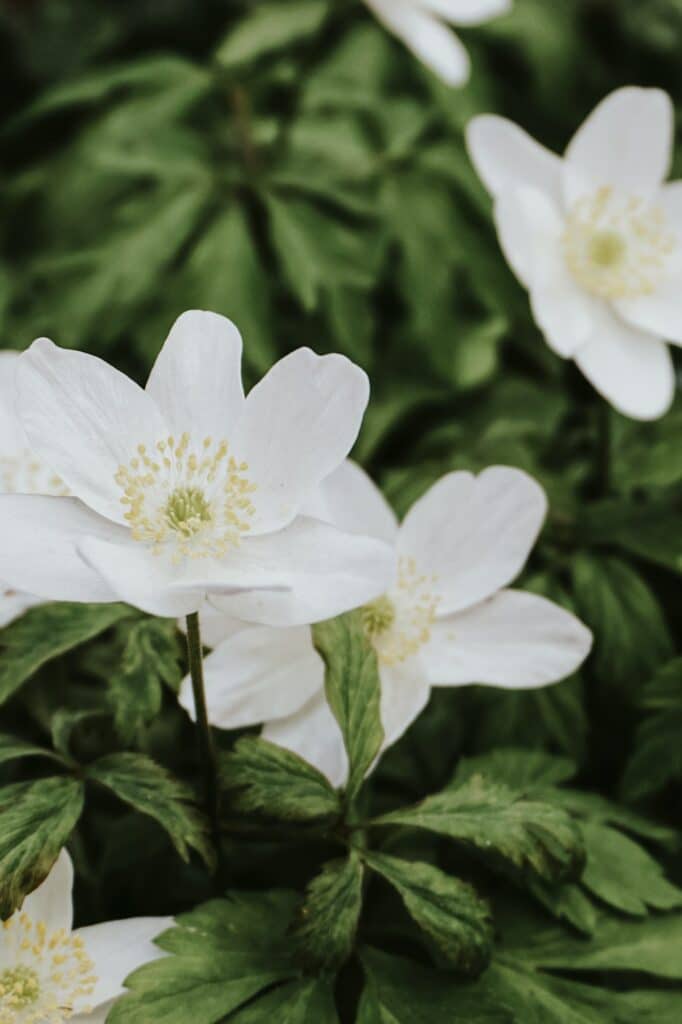 Sasanka hajní - Anemone nemorosa