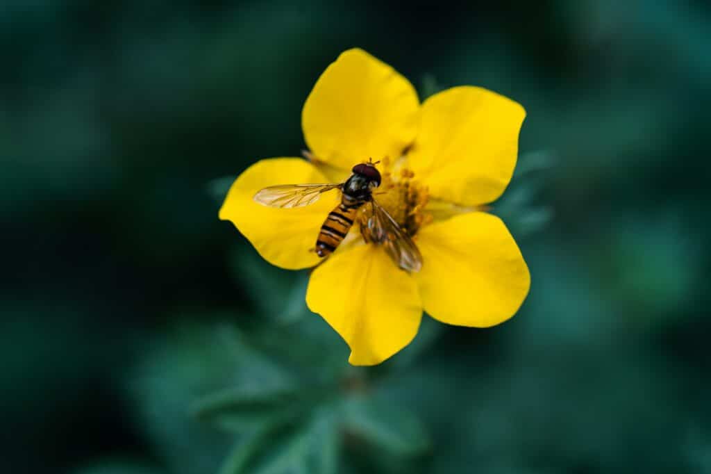 Yellow ranunculus bulbosus and hoverfly on a natural green background.