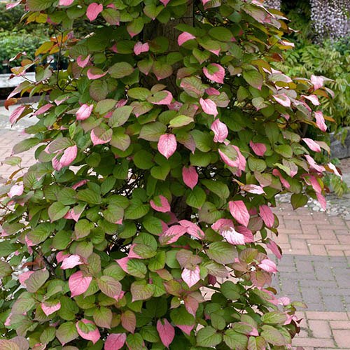 Actinidia kolomikta