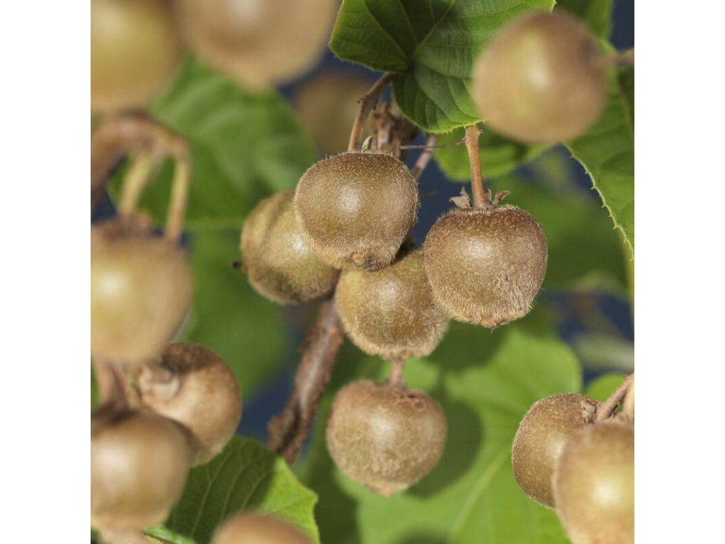 Aktinidie lahodná - Actinidia deliciosa