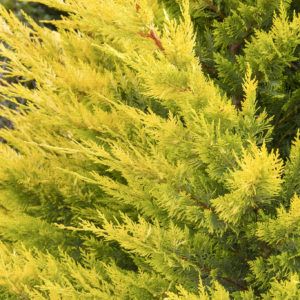 Cypřišek Leylandův - Cupressus × leylandii