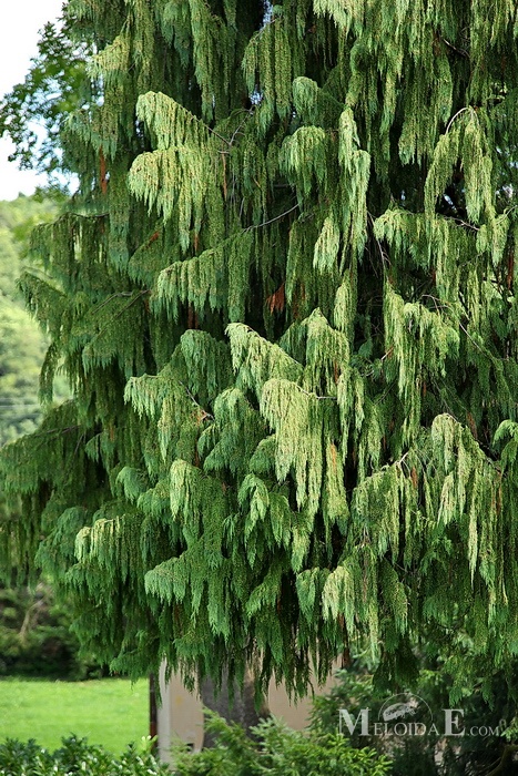 Cypřišek nutkajský - Chamaecyparis nootkatensis