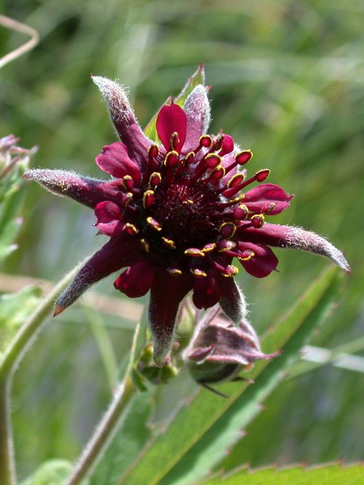 Mochna bahenní - Potentilla palustris