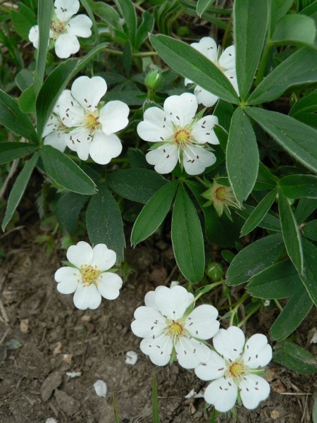 Mochna bílá - Potentilla alba