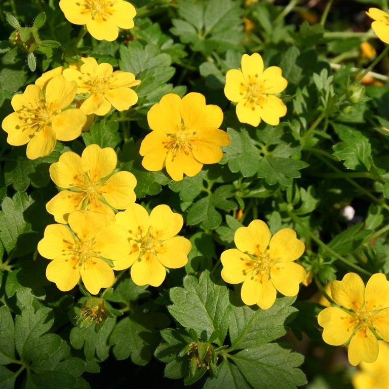 Mochna jarní - Potentilla verna