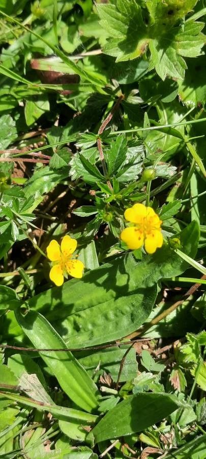 Mochna nátržník - Potentilla erecta